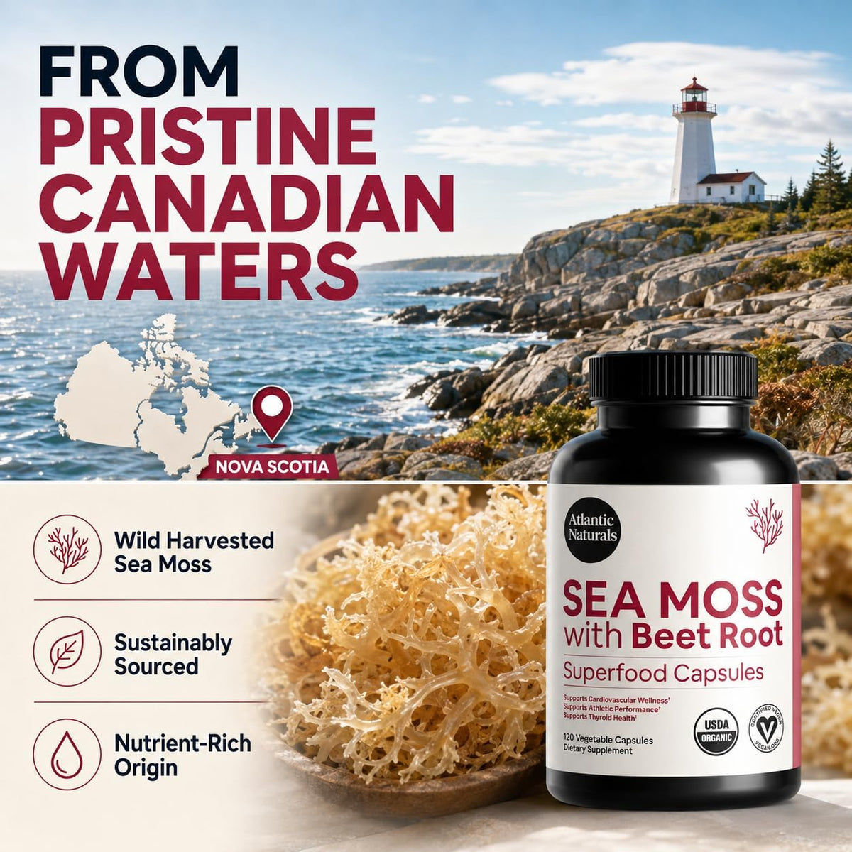 Atlantic Naturals Sea Moss with Beet Root Capsules - Premium Quality Multivitamin Supplement - Sea Moss Superfood to Support Immune Health, Blood Flow, Joint Health & Athletic Performance - 120 ct