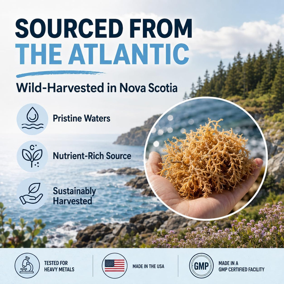 Sea Moss Capsules – Irish Sea Moss with Black Seed Oil, Ashwagandha, Moringa, Ginseng & Ginger for Energy, Vitality & Wellness – Seamoss Nutritional Supplement – Made in USA – 60 Capsules