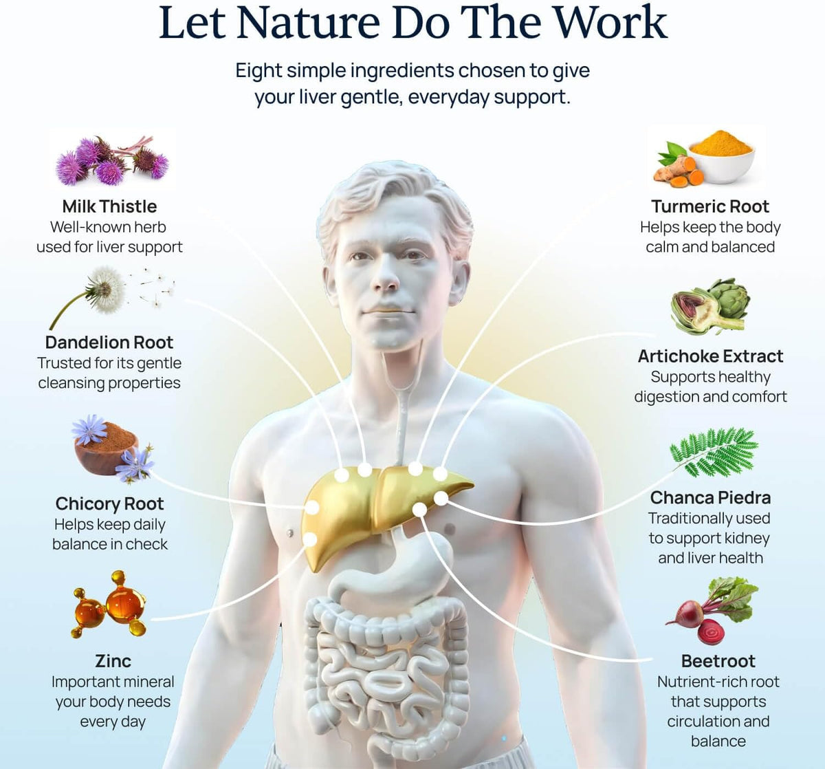 Levitox - Milk Thistle Liver Support with Dandelion Root - Women and Men | Milk Thistle Extract, Liver Health Support, Dandelion and Artichoke, Simple Once-Daily Routine, Non-GMO