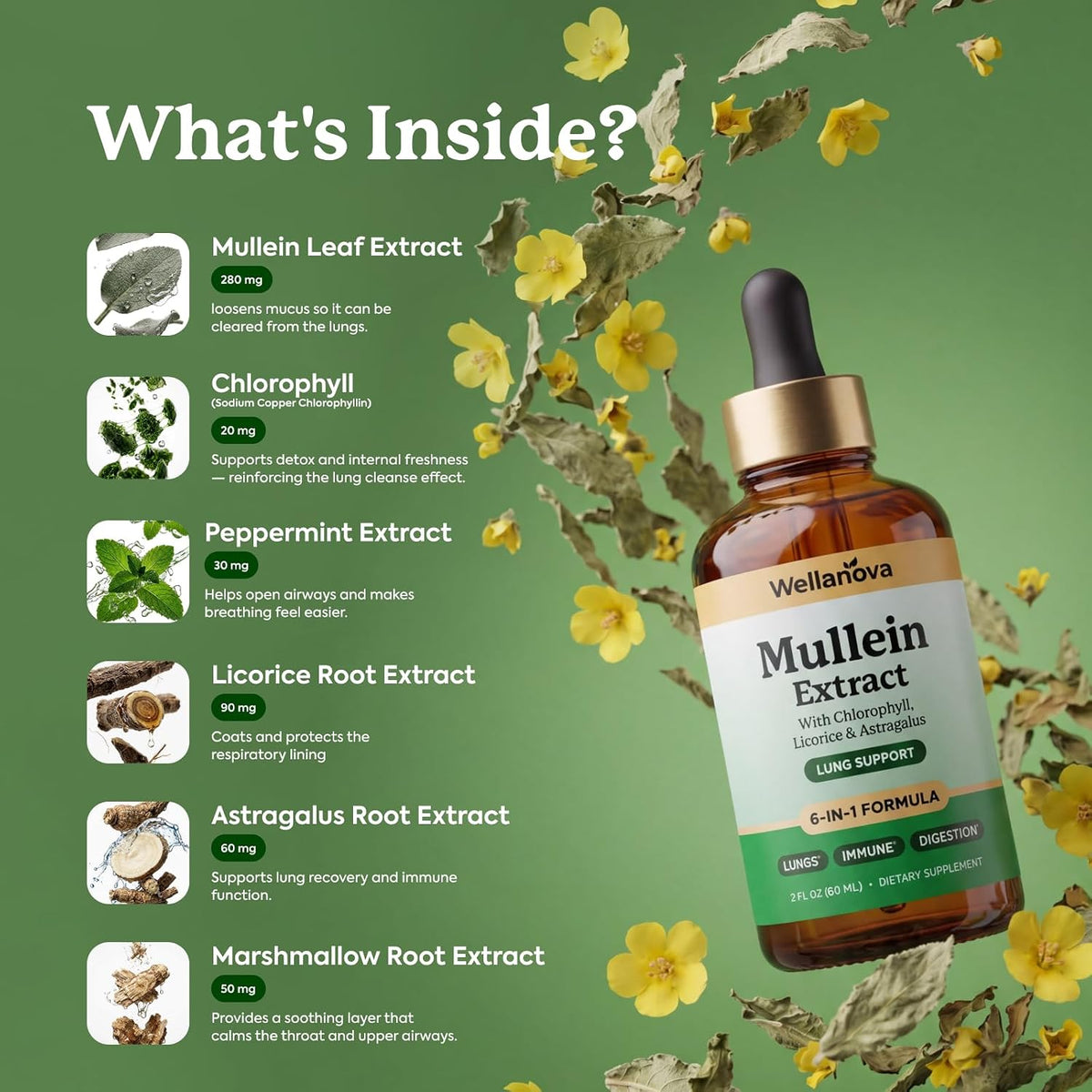 Mullein Drops for Lungs - Mullein Leaf Extract Supplement | for Women & Men, 6-in-1 Lung Detox And Bronchial Cleanse For Smokers, Respiratory Health Support, 2 Fl Oz