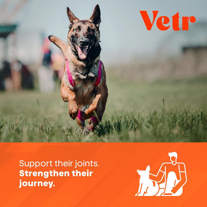 Vetr Hip and Joint Chicken Flavored Chews for Dogs - Glucosamine Chondroitin MSM Supplement - 120 Chewable Tablets - Vet-Formulated in USA