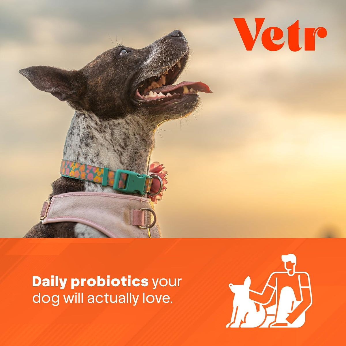 Vetr Probiotic Chews for Dogs - Chicken Flavored - Probiotics for Digestive Health - 60 Soft Chews - Vet-Formulated in USA