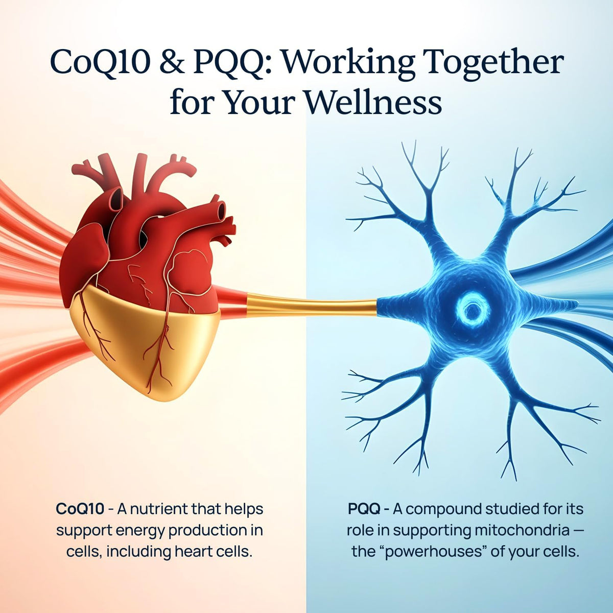Prociva and CardioClear7 Bundle - Heart Support - Arjuna Bark and CoQ10 PQQ | Arjuna-CoQ10 Pair, For Steady Heart Wellness, With Folic Acid and Shilajit, Two Capsules Daily, 120 Count, 30 Day Supply
