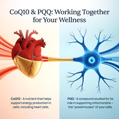 Prociva and CardioClear7 Bundle - Heart Support - Arjuna Bark and CoQ10 PQQ | Arjuna-CoQ10 Pair, For Steady Heart Wellness, With Folic Acid and Shilajit, Two Capsules Daily, 120 Count, 30 Day Supply