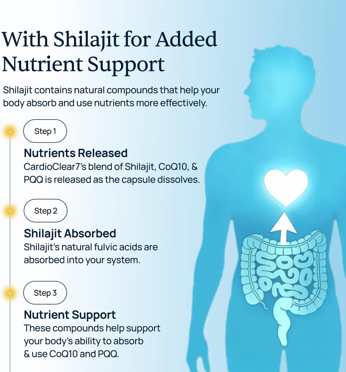 CardioClear7 and BellyFlush Bundle - Gut Support - CoQ10 and Bentonite Clay | Heart-Gut Daily Pair, For Steady Energy and Lighter Days, With Milk Thistle and Shilajit, One of Each Daily