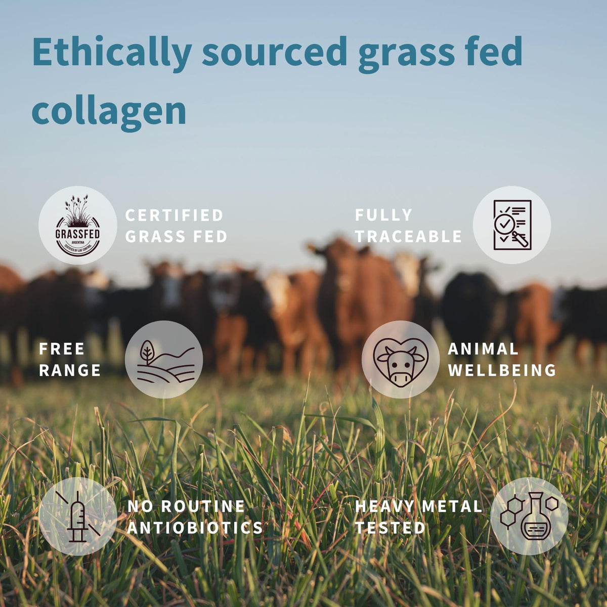 Advanced Hydrolysed Collagen Peptides, 100% Grass Fed & Ethically Sourced