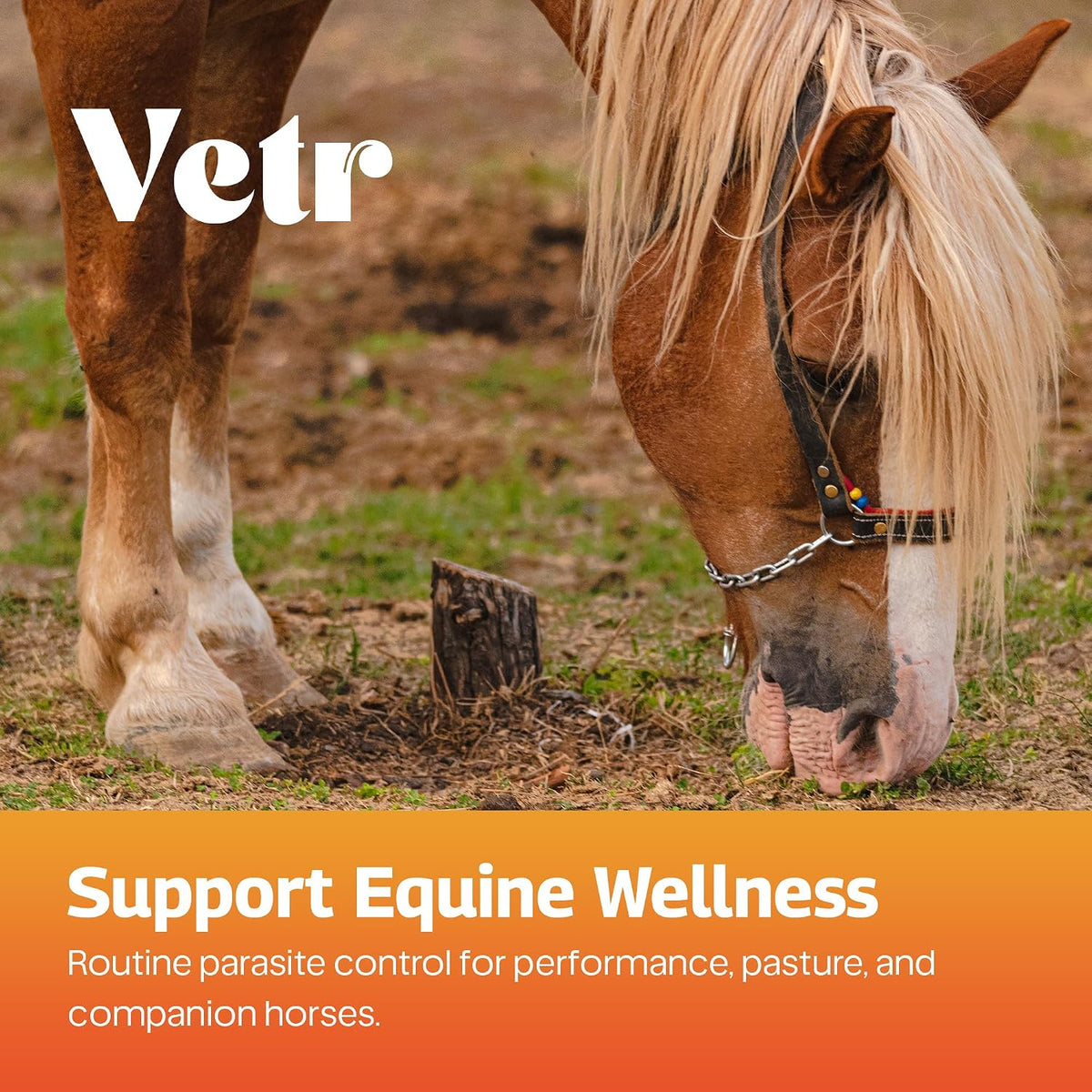 vetr Horse Intestinal Support Paste PraziMectin - Apple Flavor - 0.225 oz Syringe - for Horses up to 1320 lbs