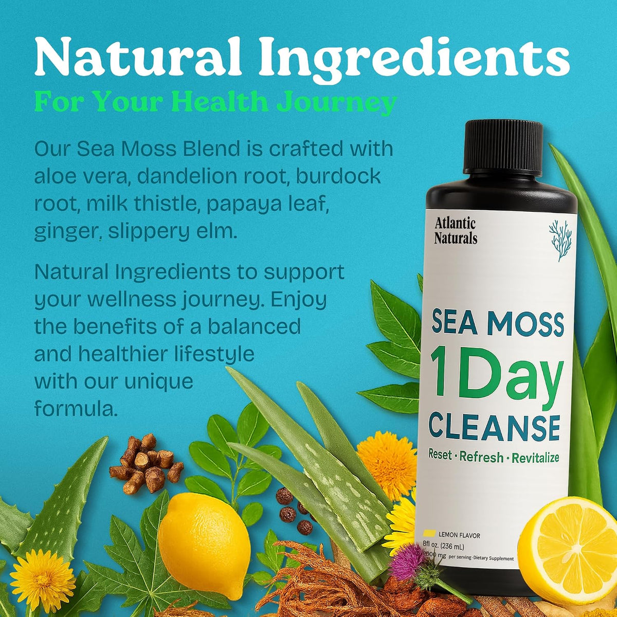 Atlantic Naturals 1 Day Colon Cleanse & Full Body Detox Drink – Sea Moss, Gut Health & Liver Cleanse Juice for Women & Men – Overnight Gut Reset – Lemon Flavor, 8 fl oz