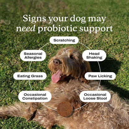 PetLab Co. Dog Itchy Skin Bundle: Soft Chew Dog Probiotics for Gut Health, Itchy Skin, Seasonal Allergies 30 Count & Itch Relief Chews for Dry, Itchy Skin & Coats